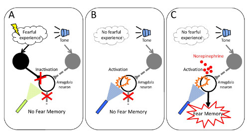 schematic showing how norepinephrine affects synaptic plasticity