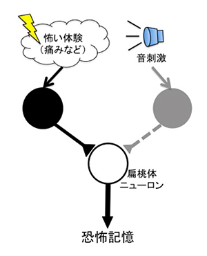 ヘッブ型可塑性による記憶形成仮説の図