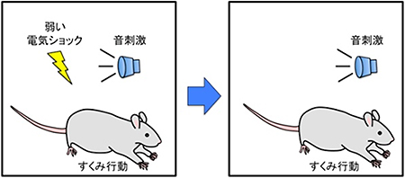 恐怖条件付けの図