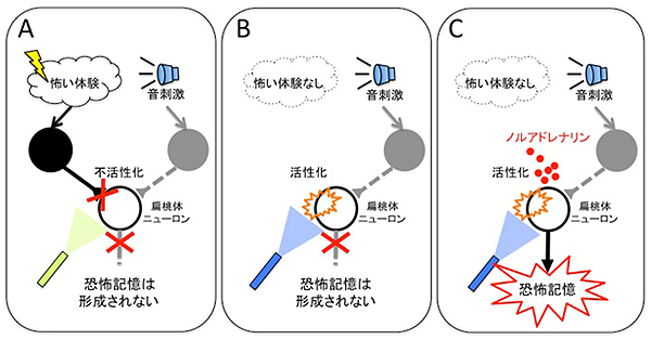 光遺伝学を用いた検証実験の図