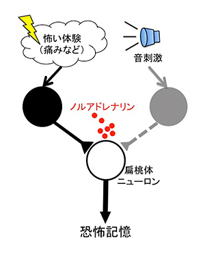 本研究によって明らかになった恐怖記憶形成のメカニズムの図