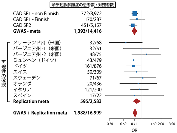 GWASならびに再現性研究の各サンプルセットにおける遺伝的変異のオッズ比の図