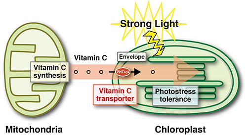 Image showing role of vitamin C in combatting photo inhibition
