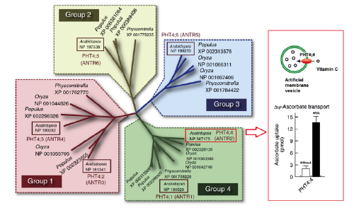 Image showing phylogenetic tree of the plant PHT4 transporter family