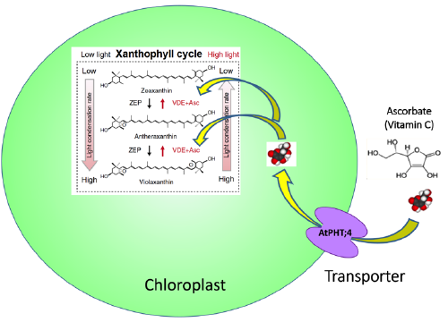 Schematic how vitamin C acts as a coenzyme in the xanthophyll cycle