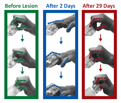 Photos showing performance on the precision-grip task