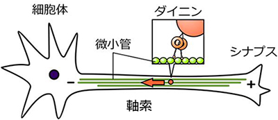 神経細胞の軸索内輸送の図