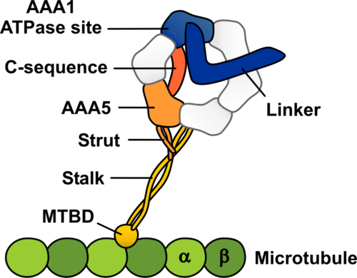 Schematic representation of the dynein-microtubule complex