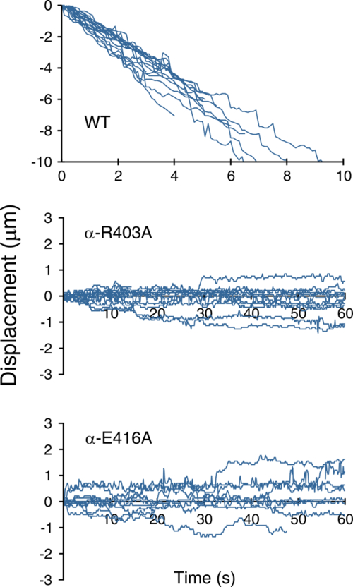 Graph showing the movement over time of wild type and mutant types along the microtubules