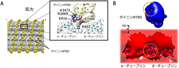 ダイニンMTBD-微小管複合体の構造と電場の図
