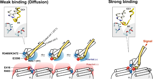 Model of the microtubule binding domain-microtubule interaction in the weak and strong binding states