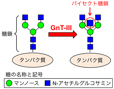 バイセクト糖鎖はGnT-IIIと呼ばれる酵素によってタンパク質の上に作られるの図