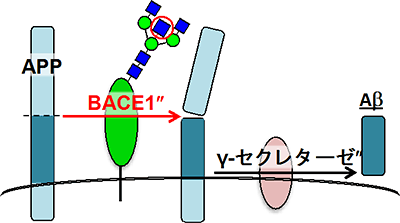  Aβの産生過程の図