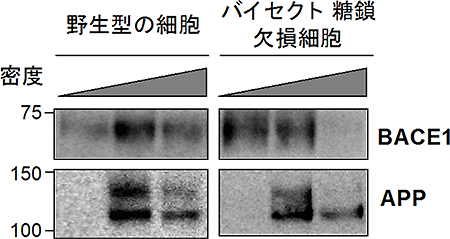 BACE1の細胞内分布の変化の図