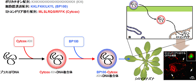 植物ミトコンドリアへの選択的な遺伝子導入の模式図の画像