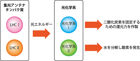 集光アンテナタンパク質と光化学系の図