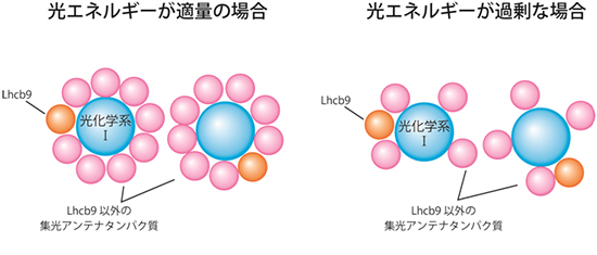 ヒメツリガネゴケの光化学系Ⅰ複合体の集光アンテナ調節機構の図