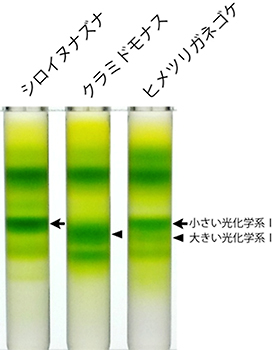 チラコイド膜に含まれる光化学系タンパク質の分離の図