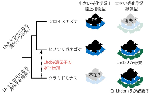 光化学系Ⅰ複合体とLhcb9との進化的相関図の画像