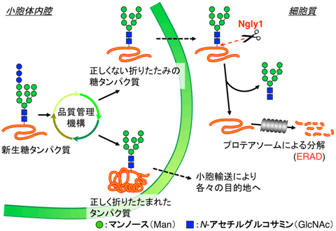 小胞体における糖タンパク質の品質管理機構の図
