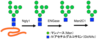 哺乳動物細胞の細胞質におけるN型糖鎖の“非リソソーム糖代謝“機構の図