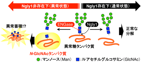 ENGaseによるN-GlcNAcタンパク質の生成の図