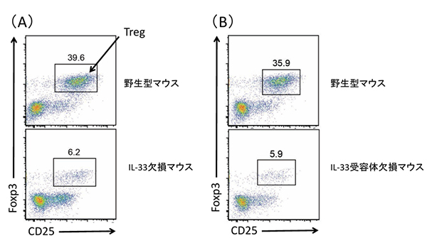 IL-33、IL-33受容体欠損マウスの内臓脂肪組織内のTreg数の図