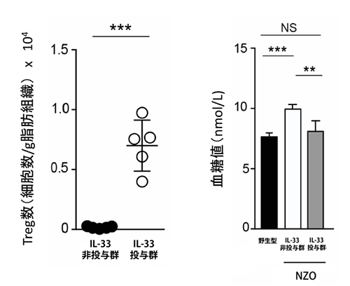 IL-33によるTreg数と血糖値の制御の図