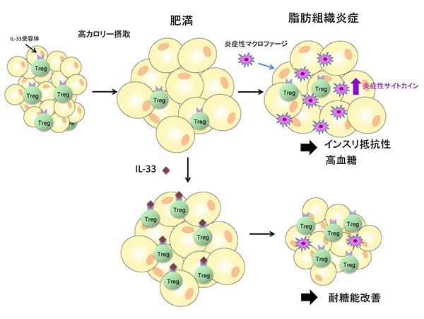 脂肪組織の恒常性を司るIL-33とTregの図