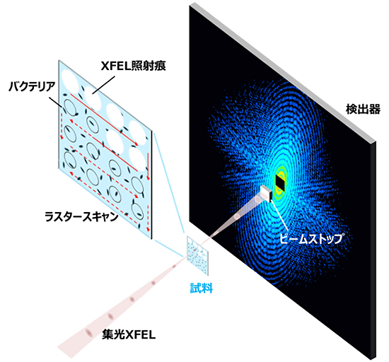XFELを光源としたCXDI実験の図