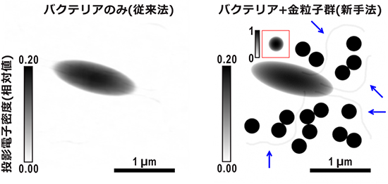 従来法と新手法で再生された投影電子密度像の比較図