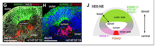 Pictures showing dorsal-ventral polarity induced by FGF19