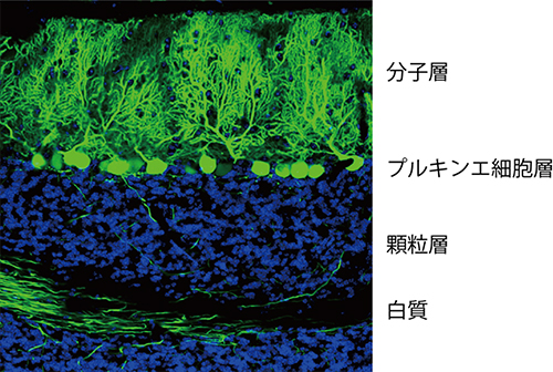 小脳の層構造の図