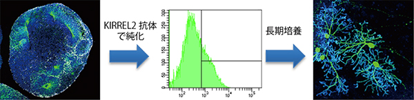 ヒトES細胞由来の小脳プルキンエ細胞の選択的分離の図
