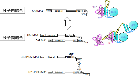 CARMA1のSH3ドメインとGUKドメインの分子内および分子間結合様式の図