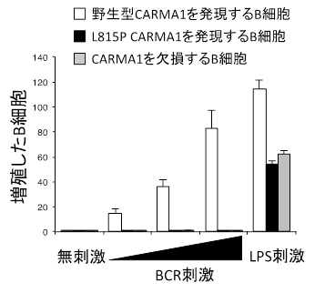 BCR刺激後のB細胞の増殖の図