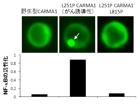 L251P CARMA1にL815P変異を加えた実験結果の図
