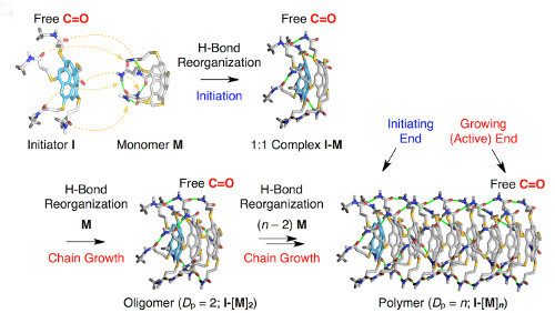 Schematic representation of chain-growth supramolecular polymerization