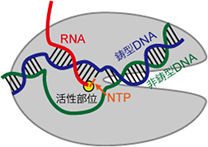 RNAポリメラーゼによる転写の図