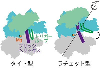 「タイト型」と「ラチェット型」の立体構造の図