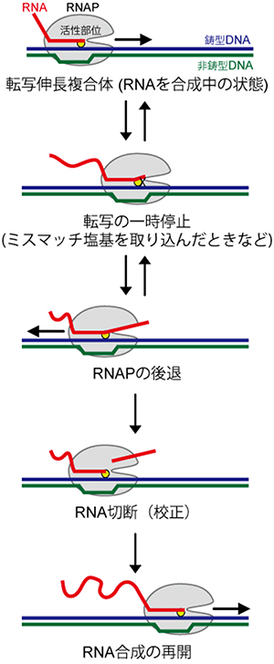 転写の一時停止とRNAポリメラーゼの後退、RNAの切断の図