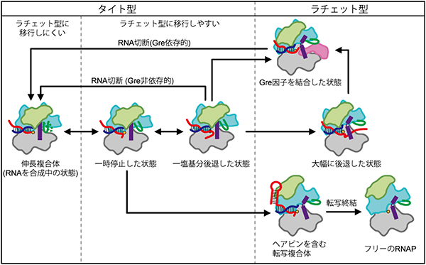 RNAポリメラーゼの立体構造と転写機能の関係図