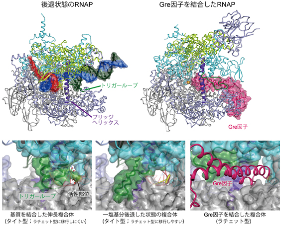 後退状態およびGre因子結合状態のRNAポリメラーゼの構造とRNA転写の各種状態における活性部位付近の構造の比較図