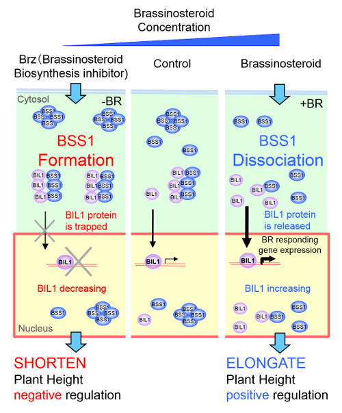 Figure showing how BSS1 controls plant height