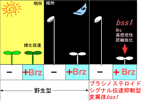 bss1変異体の探索の図