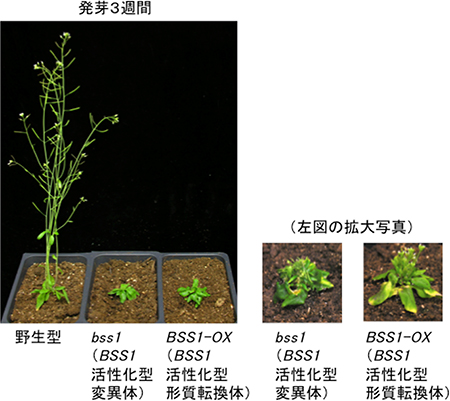 シロイヌナズナのBSS1活性化型変異体とBSS1活性化型形質転換体の図
