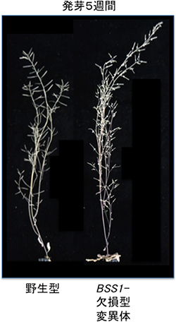 シロイヌナズナの野生型（左）と BSS1欠損型変異体（右）の図