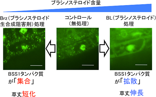 BSS1：GFPの顕微鏡観察像の図