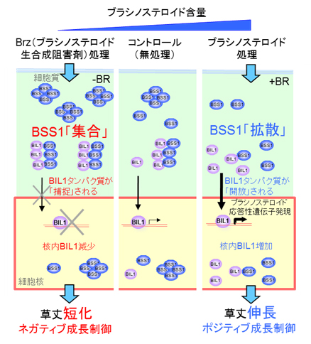 BSS1タンパク質の機能発現のモデルの図