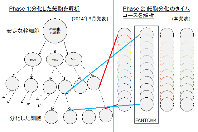 FANTOM5 プロジェクトの全体構想図